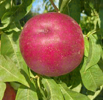 Fiches variétales Pêches Nectarines - Variété Nectardalas, nectarine à chair blanche (dans l'arbre)